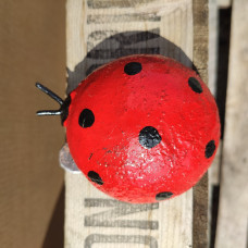 Ladybird