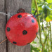 Ladybird