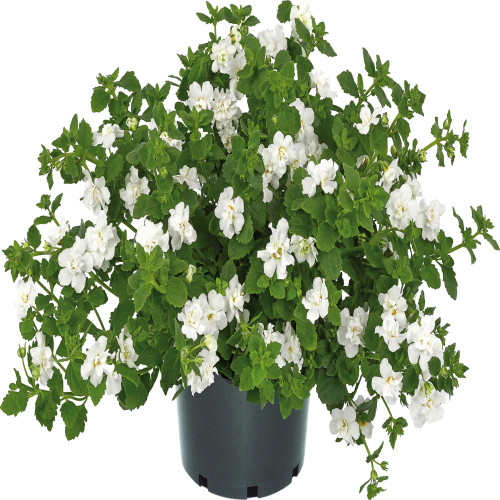 Bacopa Baristo Double White