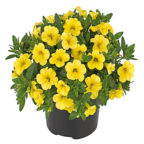 Calibrachoa Deep Yellow