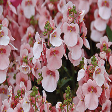 Diascia Appleblossom