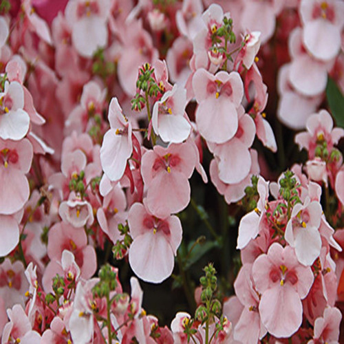 Diascia Appleblossom