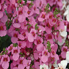 Diascia Antique Rose