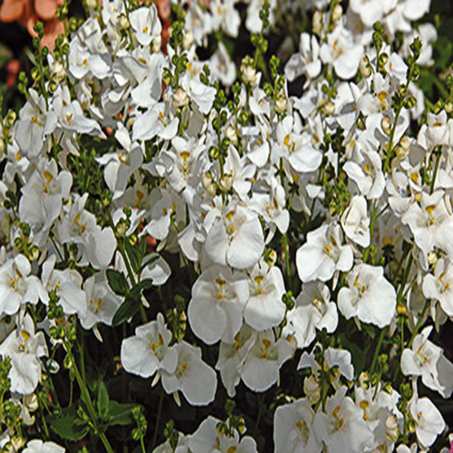 Diascia White