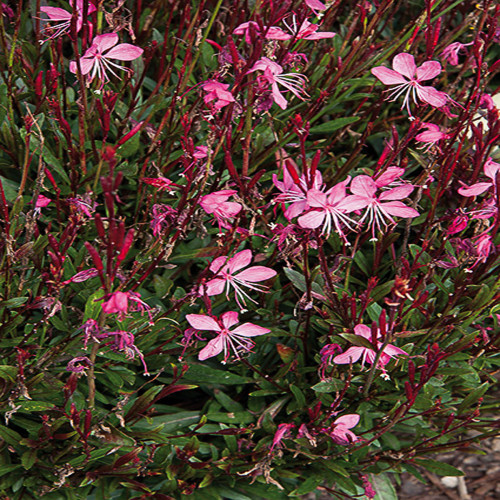 Gaura Belleza Dark Pink