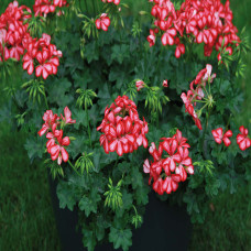 Geranium Villetta Red