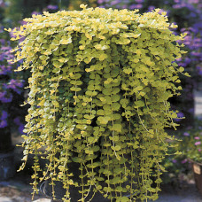 Lysimachia Nummularia Aurea Goldilocks