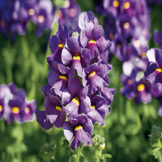 Nemesia Karoo Dark Blue