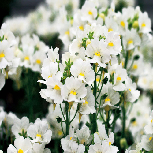 Nemesia Karoo White