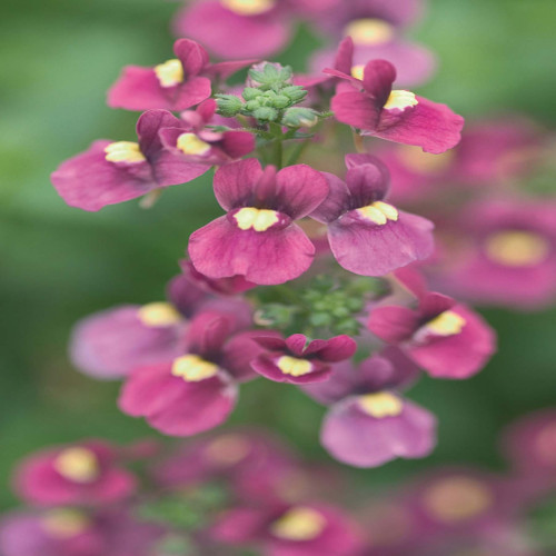 Nemesia Nuvo Carmine