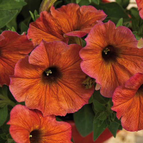 Petunia Cinnamon