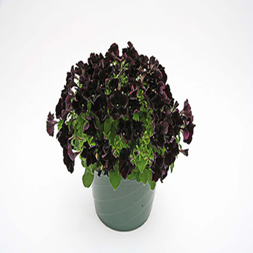 Petunia Black