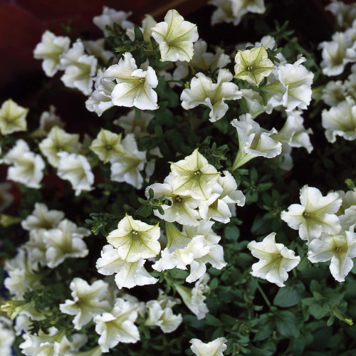 Petunia Surfinia Lime