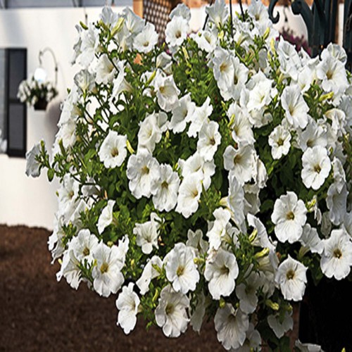 Petunia Surfinia White