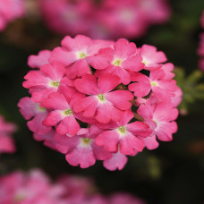 Verveine Rose with Eye (montant)