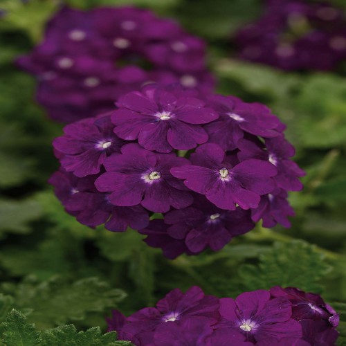 Verbena Bright Purple (upright)