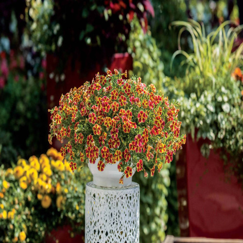 Calibrachoa Tangerine Star