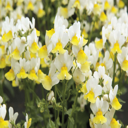 Nemesia Citrine