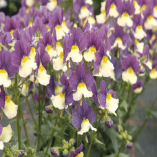 Nemesia Vanilla Berry