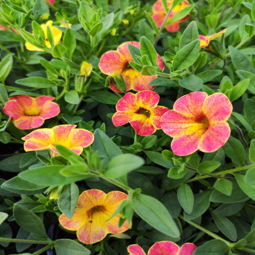 Calibrachoa Apricot Shades