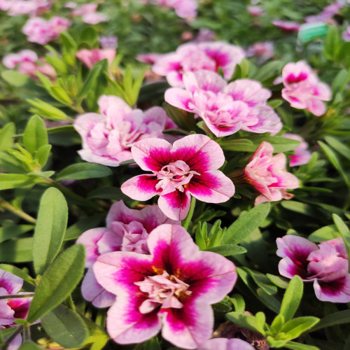 Calibrachoa Pink Bicolor