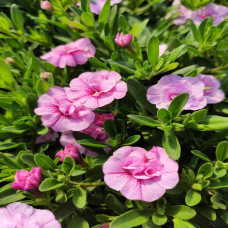 Calibrachoa Can-Can Rosies Light Pink