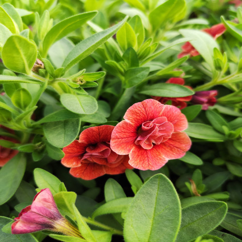 Calibrachoa Double Orange