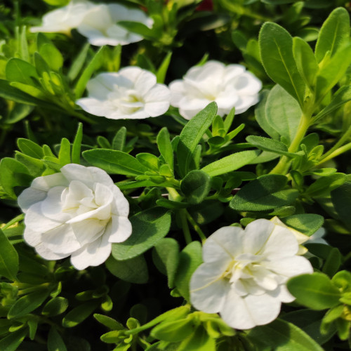 Calibrachoa Can-Can Rosies White