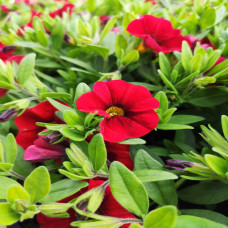 Calibrachoa Red