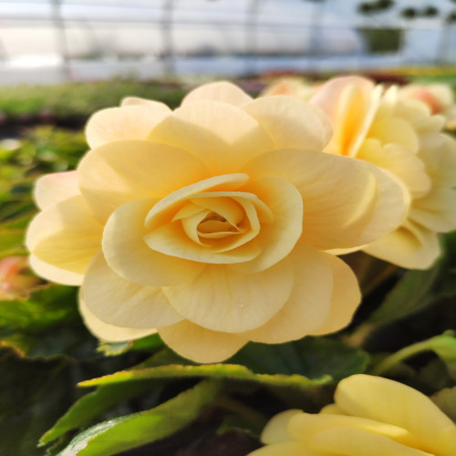 Begonia Chardonnay