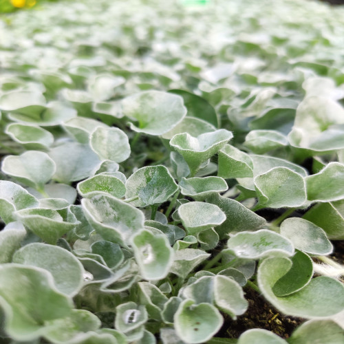 Dichondra Silver Falls