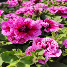 Petunia Francesca