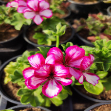 Geranium Lierre Burgundy and White