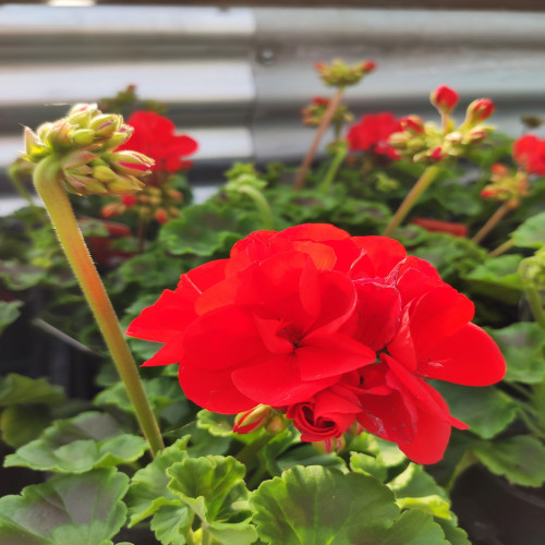 Geranium Red