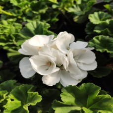 Geranium White