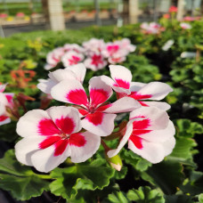 Geranium White Splash