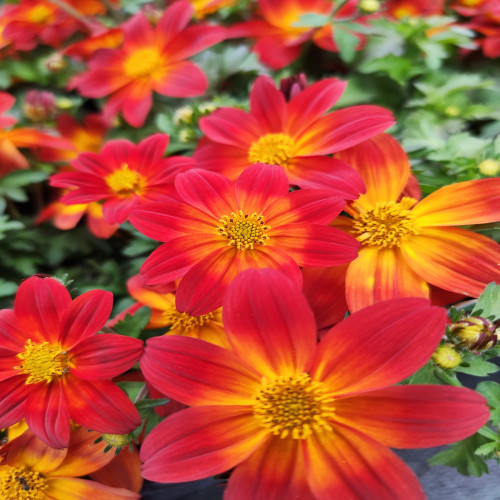 Bidens Orange Yellow Centre