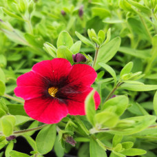 Calibrachoa Superbells Pomegranate Punch