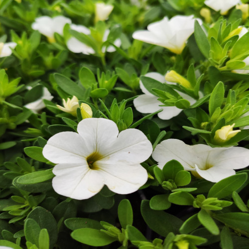 Calibrachoa White