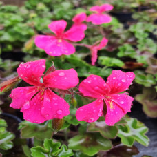 Geranium Trailing Neon