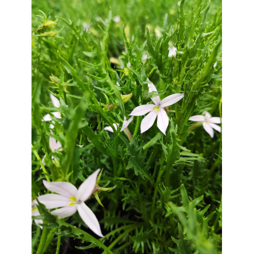 Lobelia White