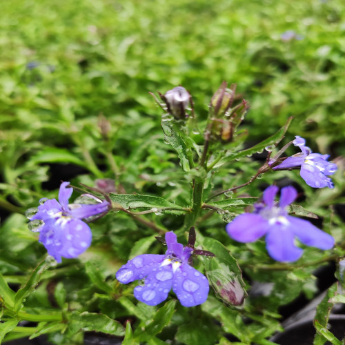 Lobelia Dark Blue