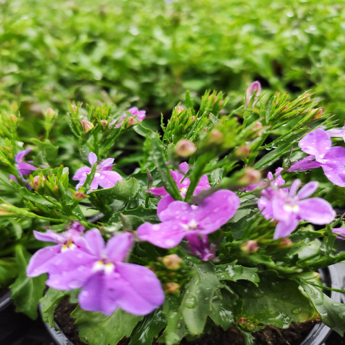 Lobelia Lilac