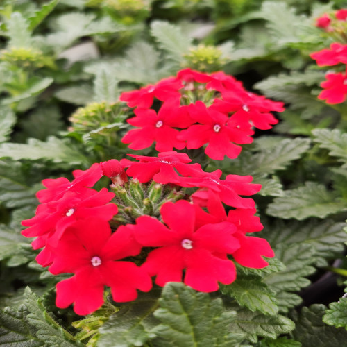 Verbena Red (upright)