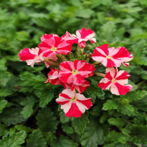 Verbena Red Star (rampant)