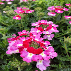 Verbena Burgundy Twister (upright)