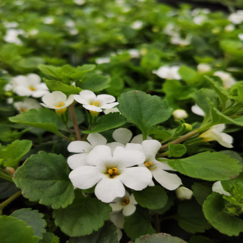 Bacopa White