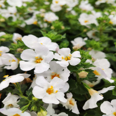 Bacopa Jumbo White