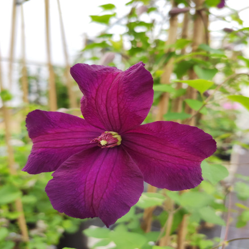 Clematis Ayako