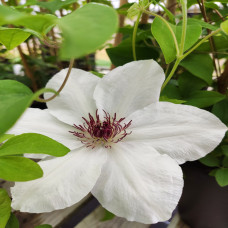 Clematis Ninon